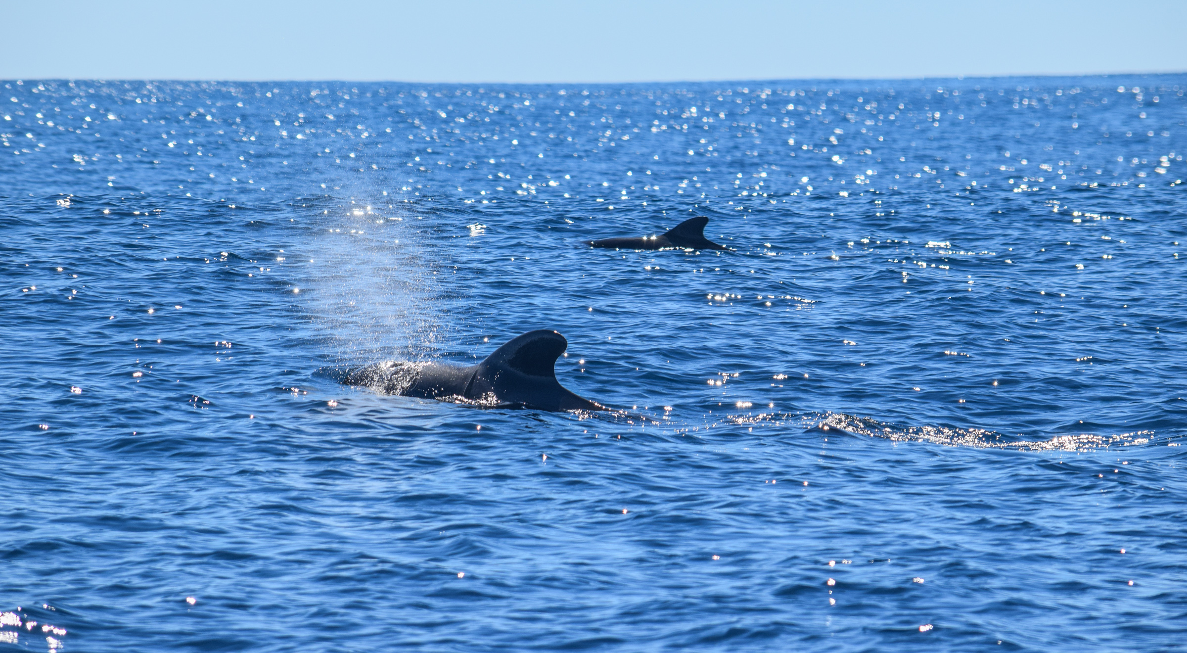 whale-and-dolphin-watching-tenerife-whale-seasons-guide-and-packing-list